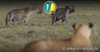 Haben Tiere auch Phobien?