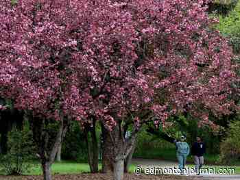 Edmonton Weather: Chilly, cloudy and likely more rain over the next couple days