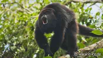Mehr als 45 Grad in Mexiko: Affen fallen wegen Hitze von den Bäumen