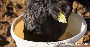 Self-fed lick tubs for supplementing protein to grazing cattle