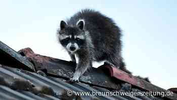 Wolfsburgs Naturschützer stoppen Waschbären stellenweise