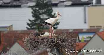 Volkach: Name für Storchenpaar auf dem Diebenturm steht nun fest