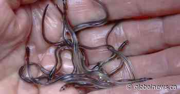 Nova Scotia fisher says Toronto airport elver seizure welcome — and long overdue