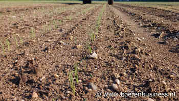 Uien groeien hard, maar ook tegenvallers
