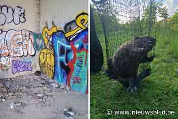 Animal Rescue Services kan verdwaalde bever redden nadat jongeren hem hadden gevonden