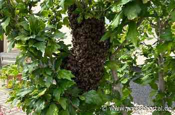 FW LK Leipzig: Bienenschwarm vor Wohnhaus