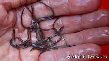 Nova Scotia fisher says Toronto airport elver seizure welcome -- and long overdue