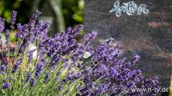 Mehr als nur Stiefmütterchen: Auch Gräber können insektenfreundlich sein