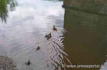 FW-EN: Drei Tierrettungen für die Feuerwehr - Katze klemmt in Fenster - Entenmutter brütet auf Balkon