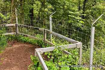 Unbekannte zerstören Zaun im Bünder Doberg und gefährden Tiere