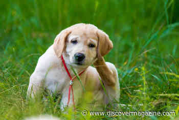 Pets Have Seasonal Allergies Too, Like Itchy Paws and Watery Eyes