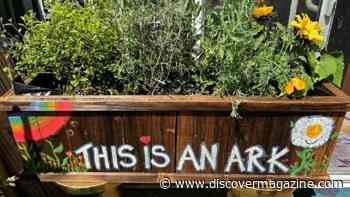 Become a guardian of nature! Learn to rewild with native plants