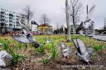PETA kritisiert Bielefelder Taubenkonzept