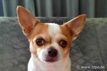 Razende Mechelse herder bijt chihuahua dood in Schoonbeek