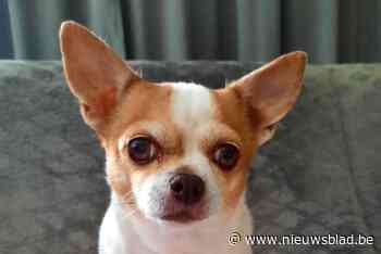 Razende Mechelse herder bijt chihuahua dood in Schoonbeek