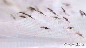 They're both dependable and irritating. What you need to know about mosquitoes