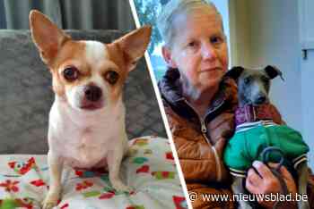 Razende Mechelse herder bijt chihuahua dood in Schoonbeek: “We waren machteloos”