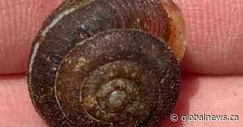 Crowdsourcing app helps prove endangered snail still on Canada’s mainland