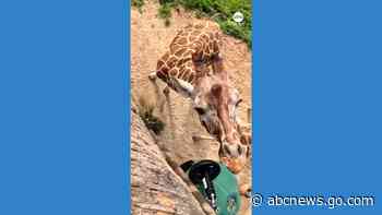 WATCH:  Zoo sets up new pulley system for giraffes