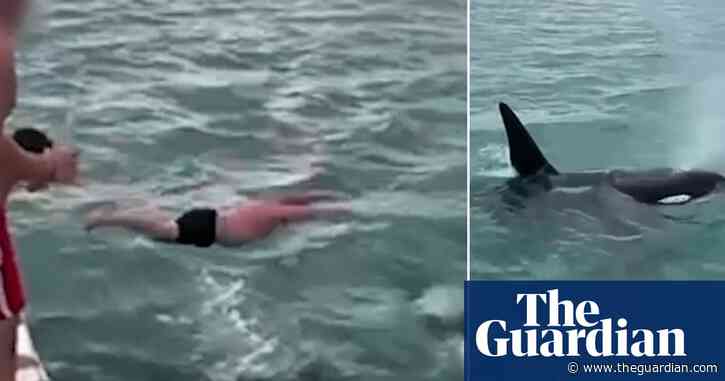 New Zealand man filmed trying to ‘body slam’ an orca in actions described as ‘idiotic’