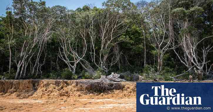 More than third of Amazon rainforest struggling to recover from drought, study finds