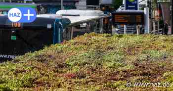 Üstra-Bushaltestelle am Steintor in Hannover wird begrünt