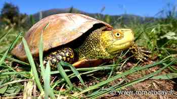 Giornata Mondiale della Tartarughe all'Oasi WWF Macchiagrande