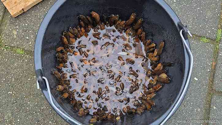 Slakken eten in recordtempo de tuin kaal, "Laatst had ik er 722 te pakken'
