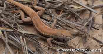 Texas lizard added to endangered species list over the oil and gas industry’s objections