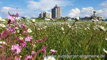 An der Memminger Straße blüht Neu-Ulm derzeit so richtig auf