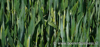 Tarwe heeft het momentum omhoog te pakken
