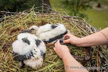 Verzorgers Planckendael ringen ooievaarskuikens: “Iets minder nesten dan vorig jaar door regenachtig weer”