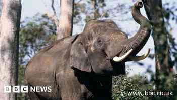 These elephants are dying on rail tracks - can AI save them?