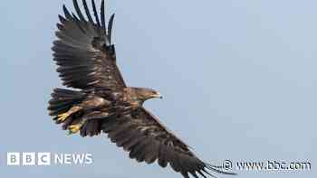 Eagles changed migration route to avoid Ukraine war