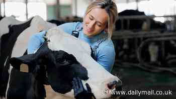 Moo-ve out the way, men! Cows prefer to be cuddled by women, study finds