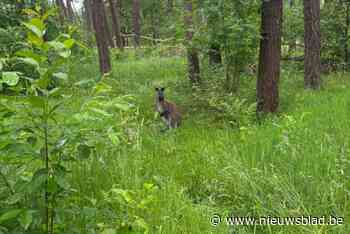 Ontsnapte wallaby na twee weken gespot in bos: “Maar hij is geen toeristische attractie”
