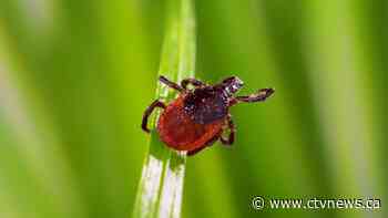 How to remove ticks and what to know about these bloodsuckers
