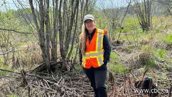 Laurentian student testing foraged foods for metal and nutrient content
