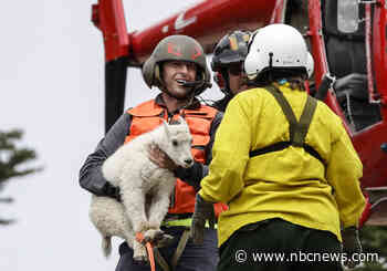 Hundreds of mountain goats were flown to a new home. Very few survived.