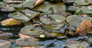 Wasserschlange im Bamberger Hainweiher? Fotograf teilt spannende Aufnahme
