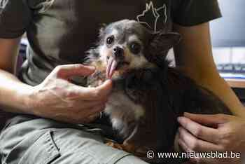 Levenslang verbod op huisdieren na verwaarlozing van 46 honden, 3 paarden, een konijn en een schildpad