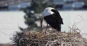 Volkacher Storchenpaar Bonnie & Clyde hat Nachwuchs - 3 Küken gesichtet