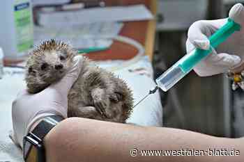 Stachelige Sorgenkinder: zu Besuch in der Herforder Igel-Klinik