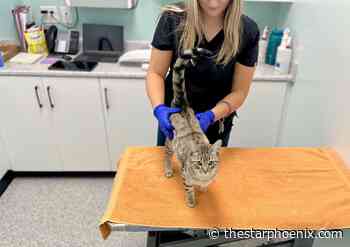 New Saskatoon SPCA site designed with care