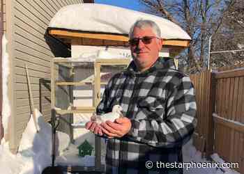 More pigeon fanciers than ever in Saskatoon