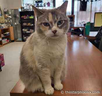 "There is a cat crisis in Saskatoon":  SCAT Street Cat Rescue