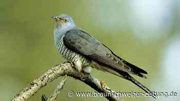 Kuckuck ruft‘s aus dem Wald