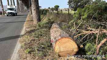 Addio ai pini, non solo nelle ville e nelle pinete: anche in periferia le motoseghe restano in funzione