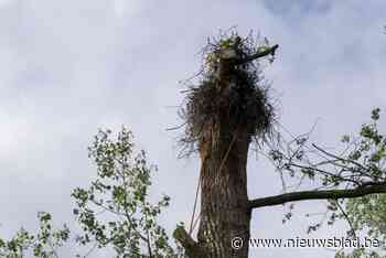 Verzwakte ooievaarskuikens groeien als kool in Vogel- en Zoogdierenopvangcentrum