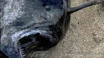 Rare sea creature that lives in complete darkness up to 3,000ft deep washes up on US beach for the first time in state's history